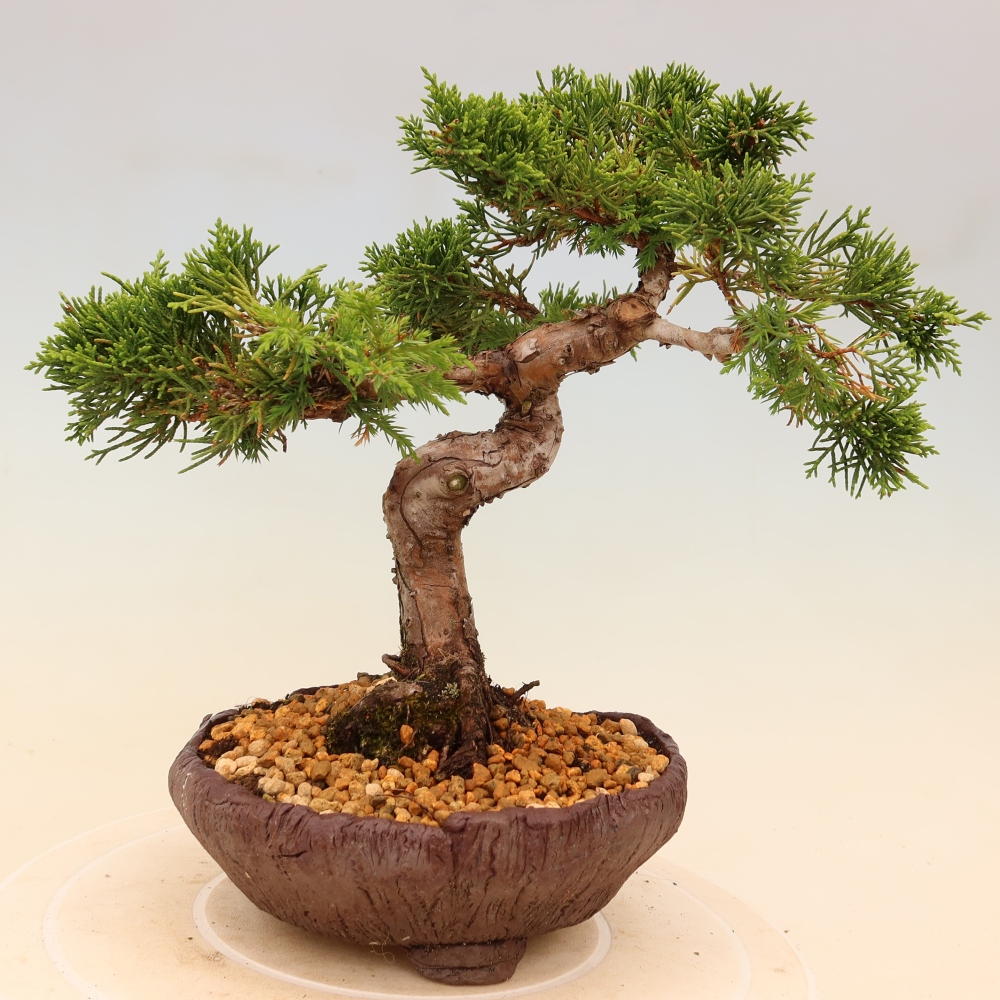 Bonsaï d'extérieur - Juniperus chinensis Itoigawa