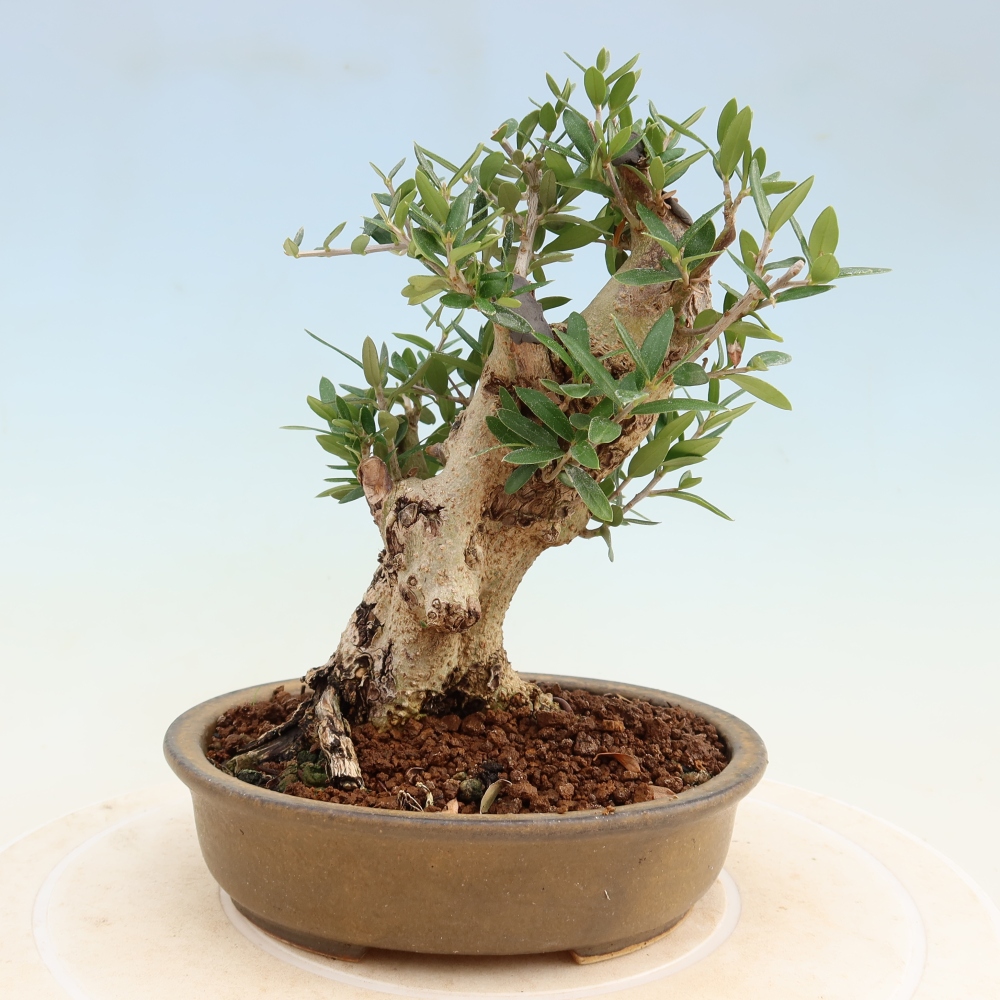 Bonsaï d'intérieur - Olea europaea sylvestris