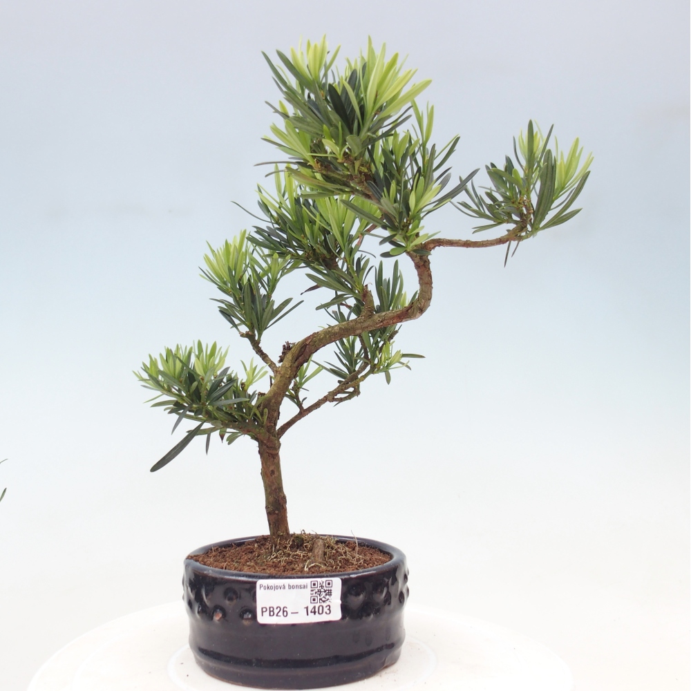 Salle bonsaï - Podocarpus - If en pierre
