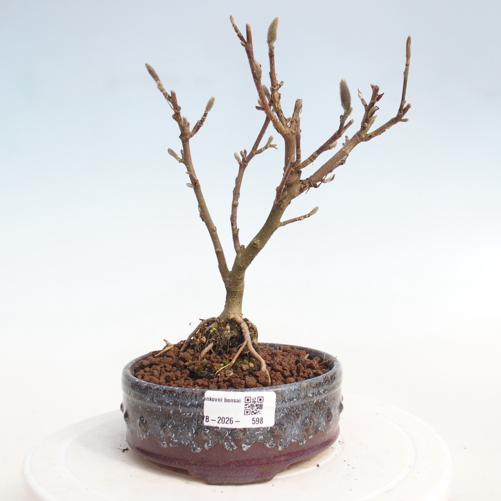 Bonsaï d'extérieur - Magnolia stellata