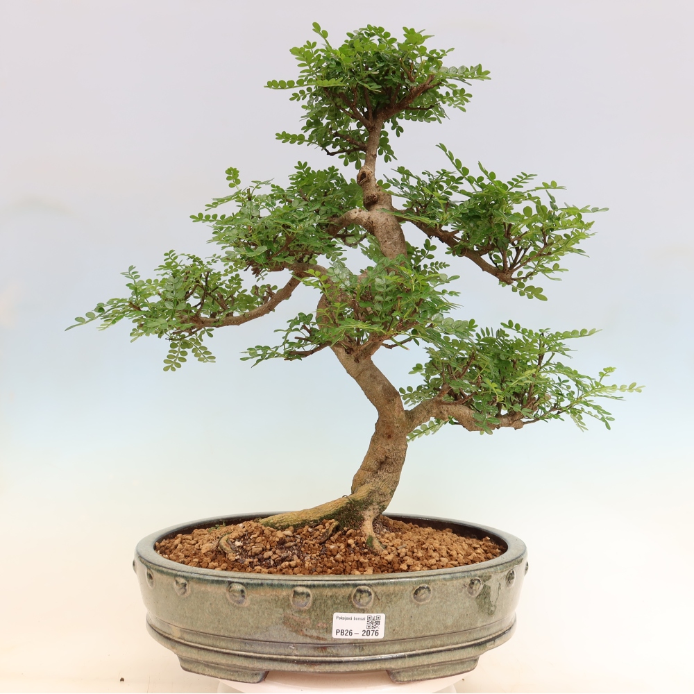Salle bonsaï - Zantoxylum piperitum - arbre à poivre