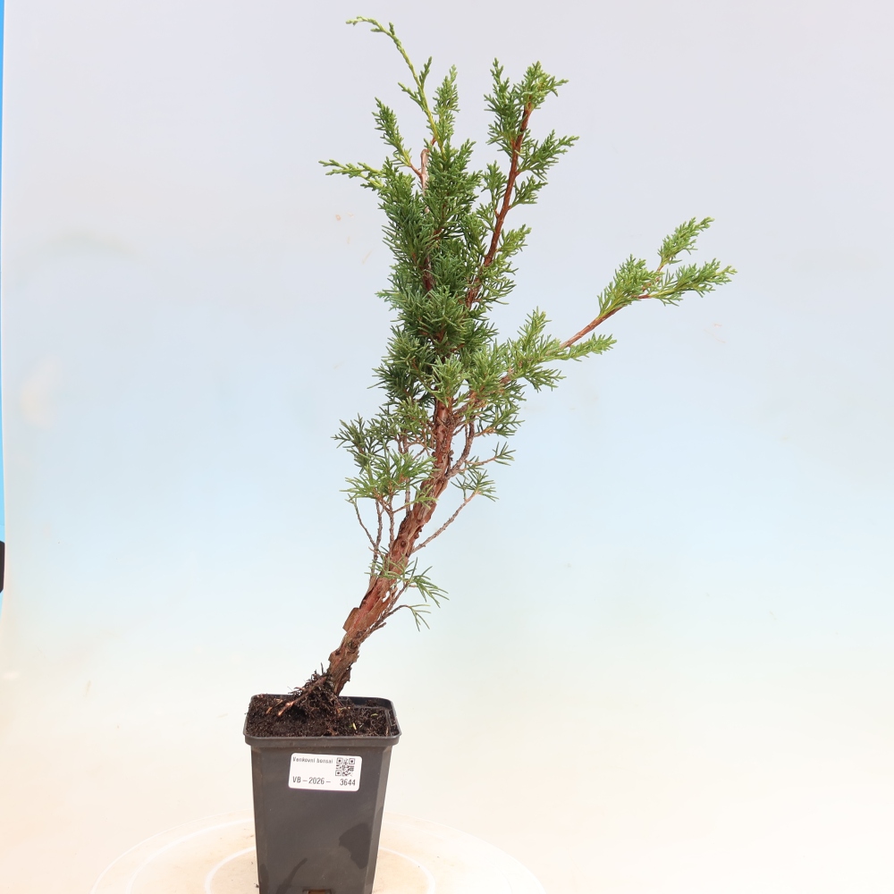 Bonsaï d'extérieur - Juniperus chinensis Kishu