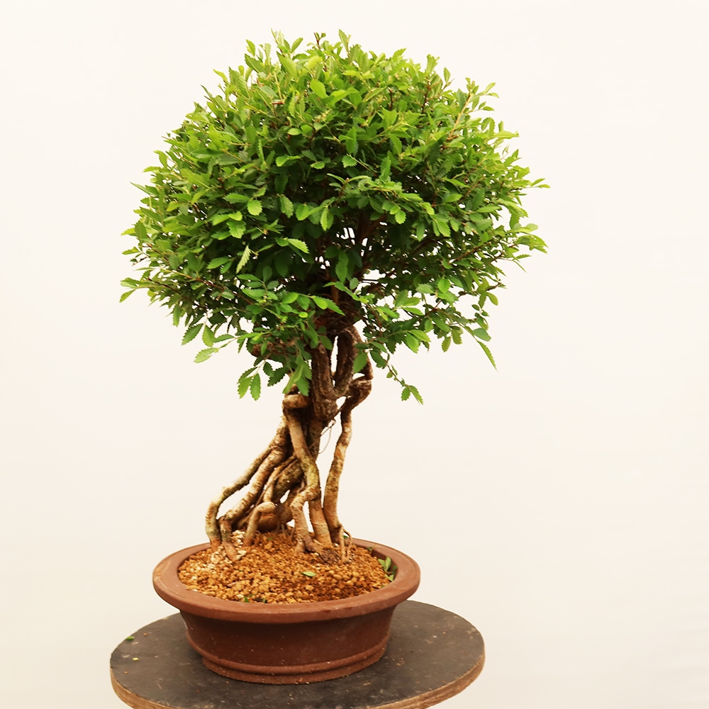 Bonsaï d'extérieur - Zelkova - Zelkova NIRE