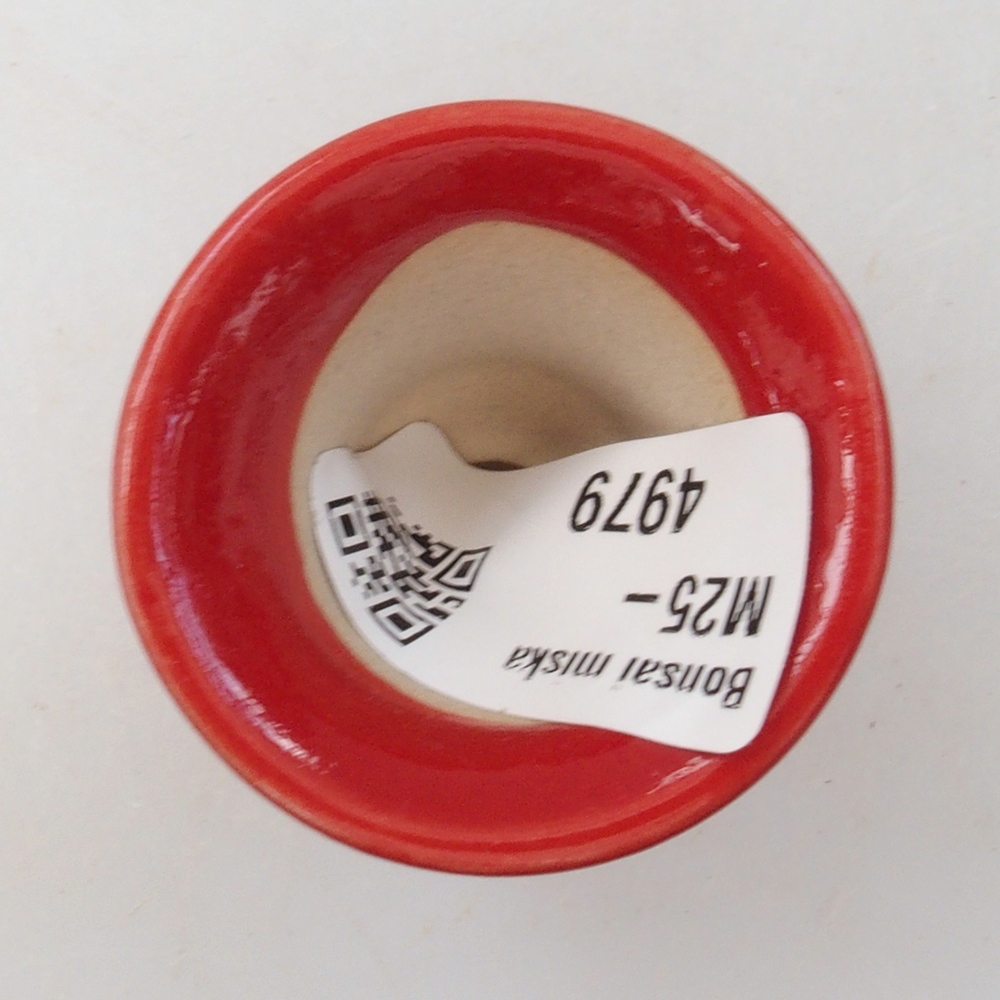 Mini bol bonsaï 4 x 4 x 4 cm, couleur rouge