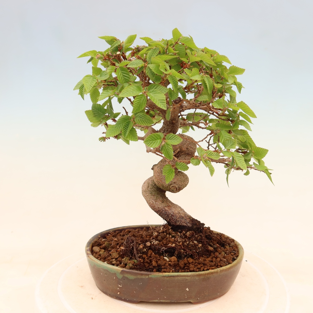 Bonsaï d'extérieur -Carpinus Coreana - Charme de Corée