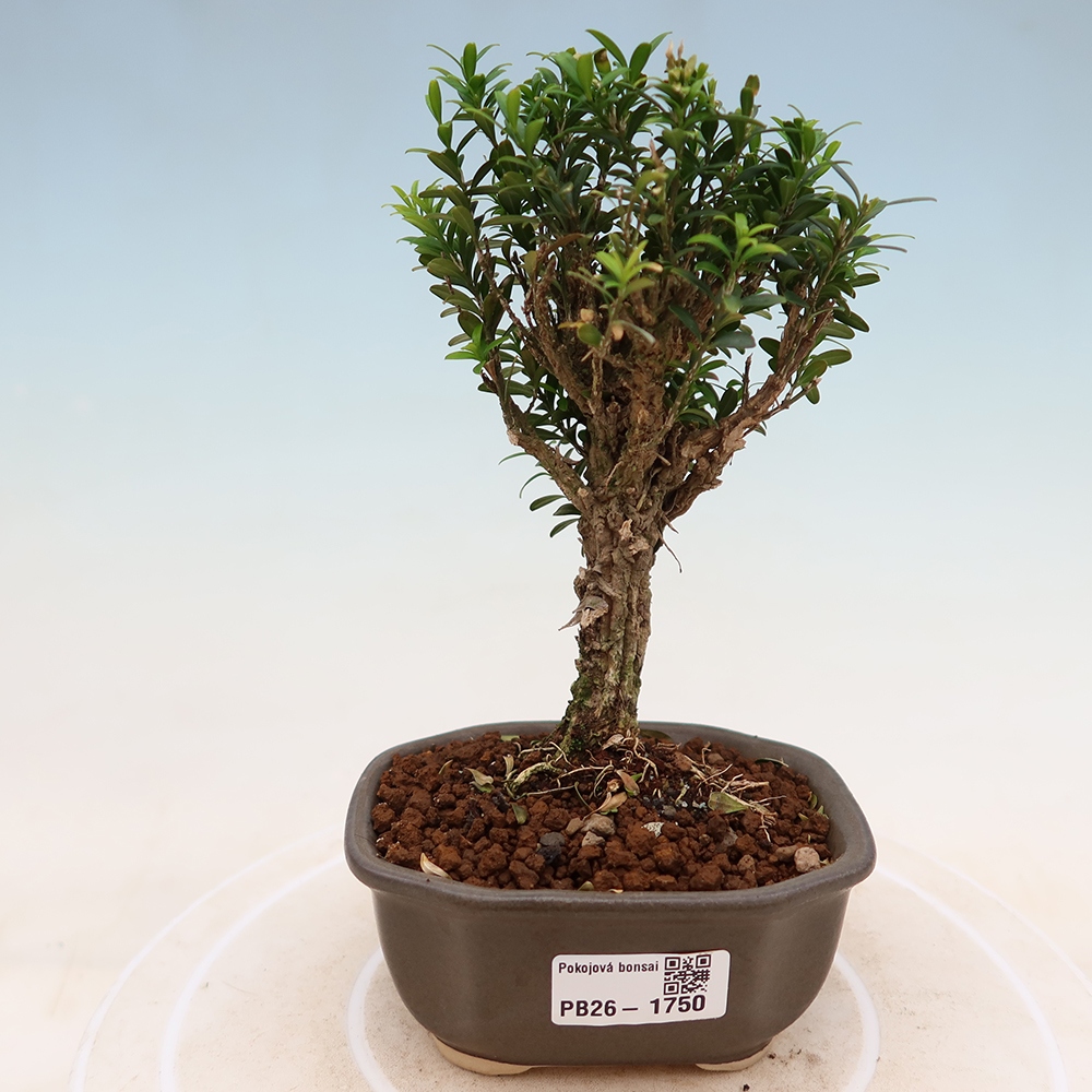 Bonsaï de chambre - Buxus harlandii - buxus liège