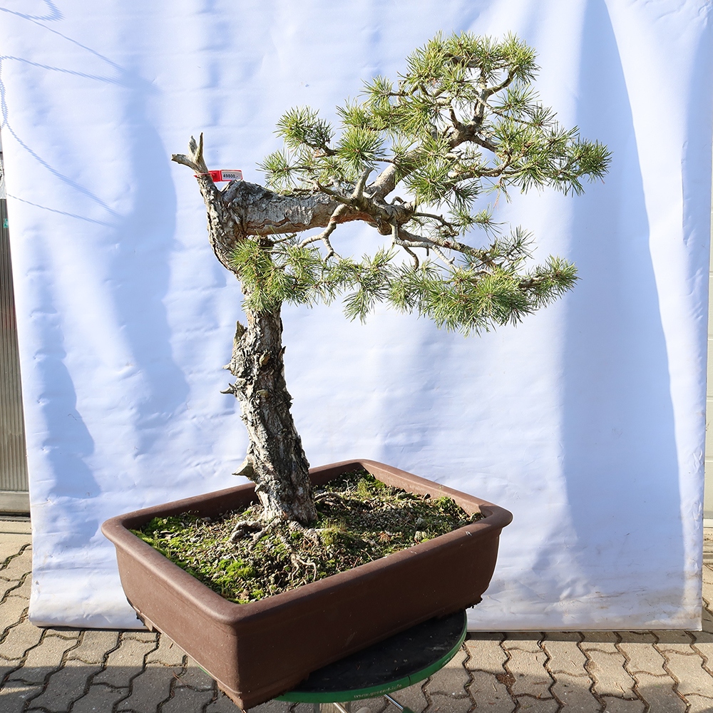 Pinus sylvestris Espagne - pin sylvestre
