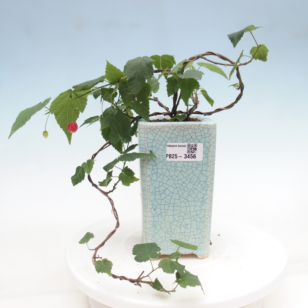 Bonsaï d'intérieur - Abutilon Big Bell - Cloudberry