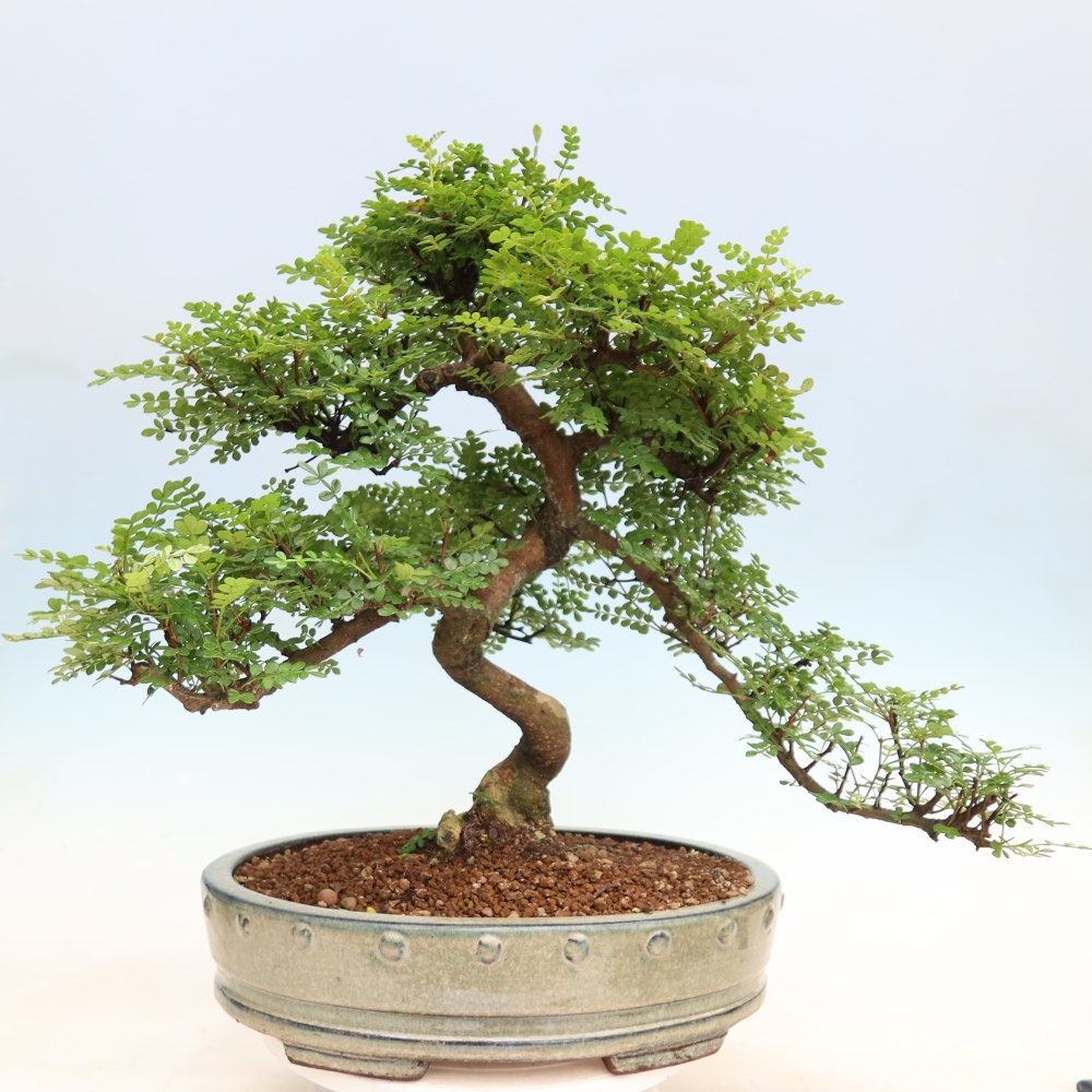 Salle bonsaï - Zantoxylum piperitum - arbre à poivre