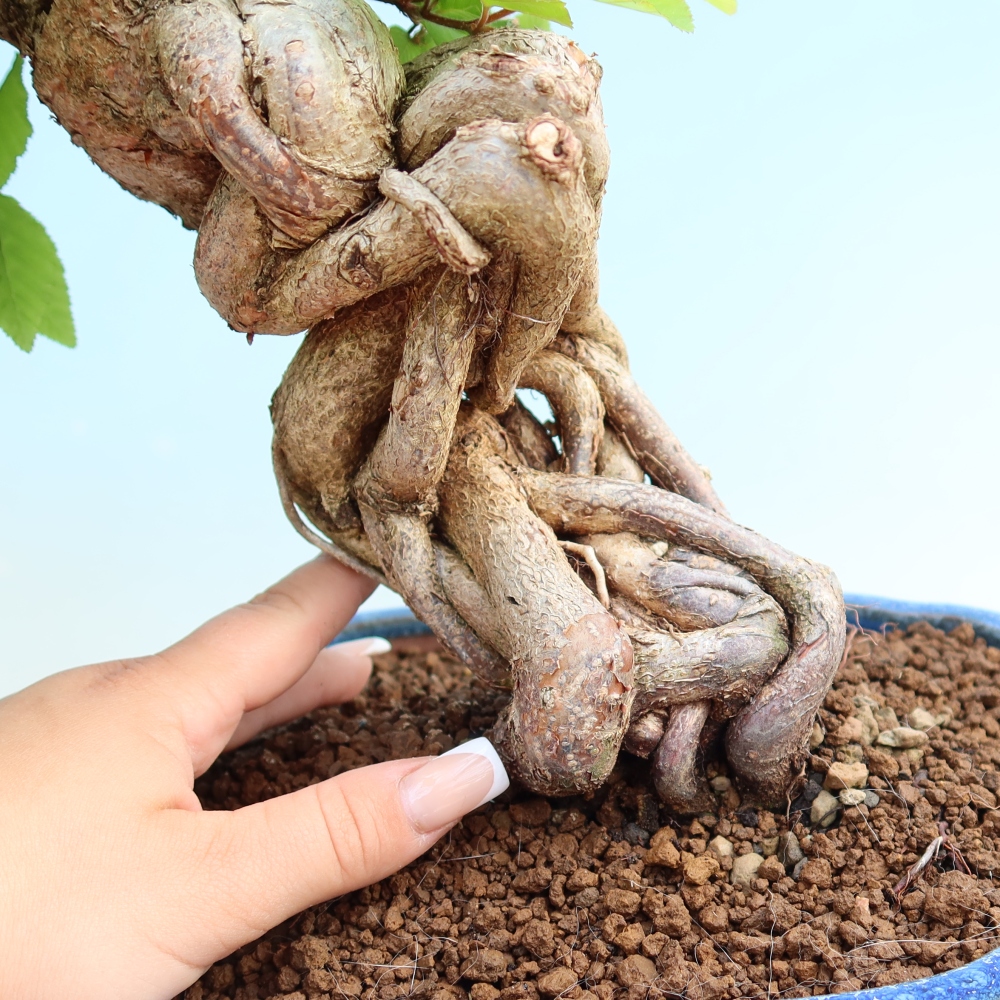 Bonsaï d'extérieur -Carpinus Coreana - Charme de Corée