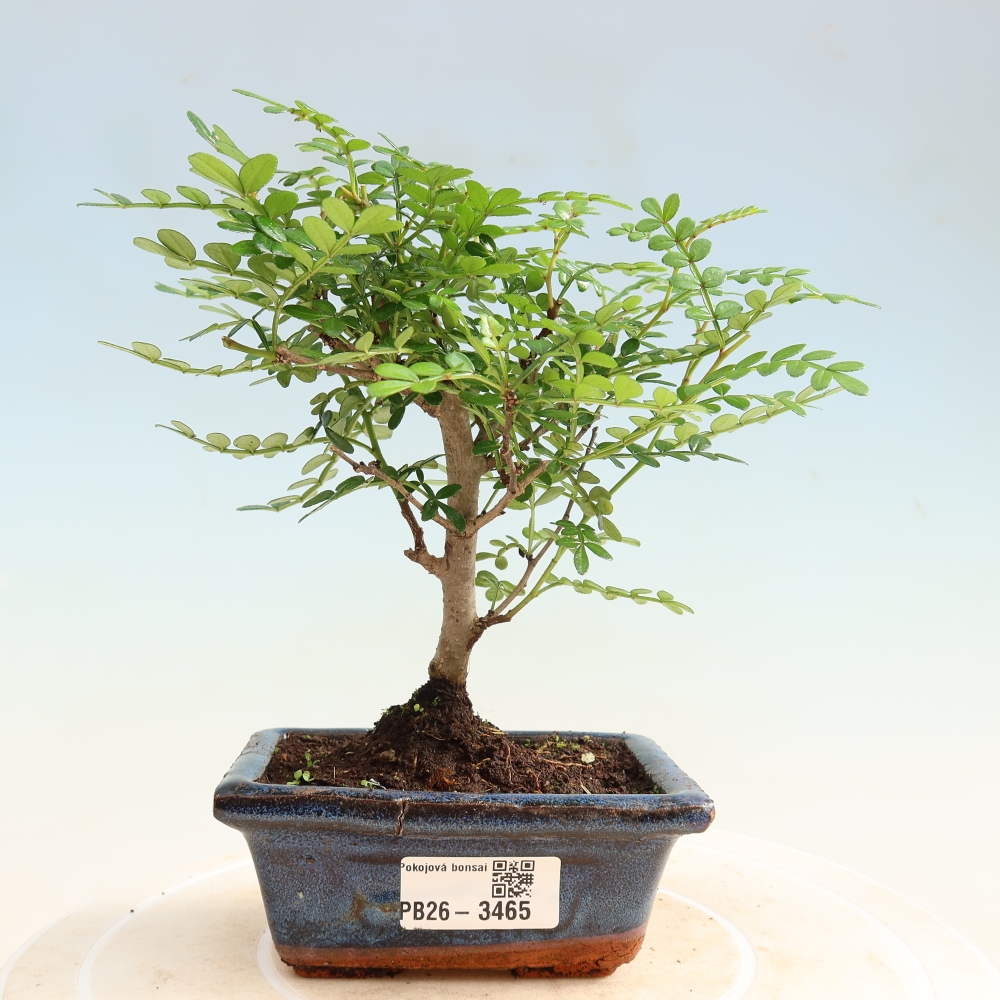 Salle bonsaï - Zantoxylum piperitum - arbre à poivre