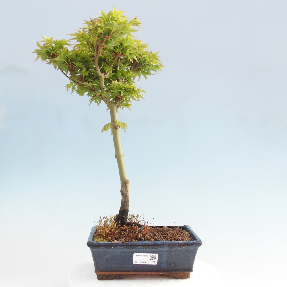 Bonsaï d'extérieur -Javor palm Acer palmatum Shishigashira