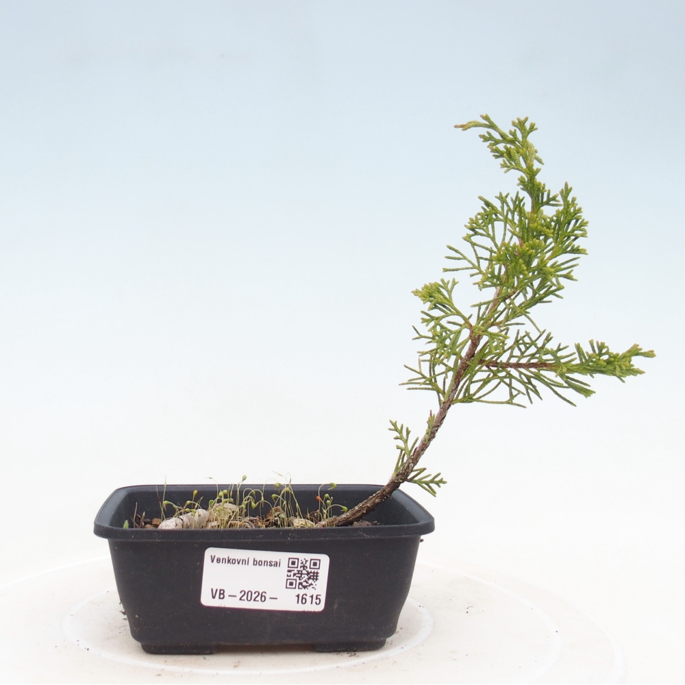 Bonsaï d'extérieur - Juniperus chinensis Itoigawa