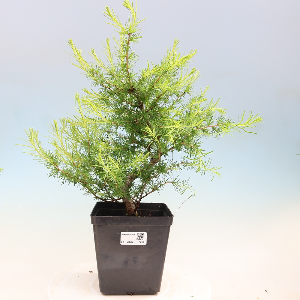 Bonsaï d'extérieur -Larix decidua - Mélèze