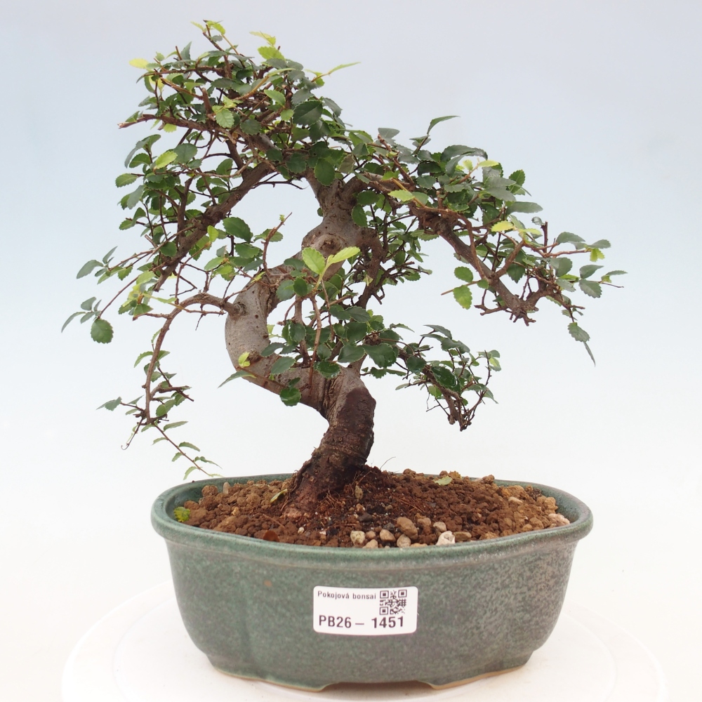 Bonsaï de chambre - Ulmus parvifolia - Orme à petites feuilles