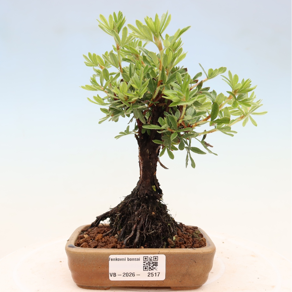 Bonsaï d'extérieur - Potentila fruticosa