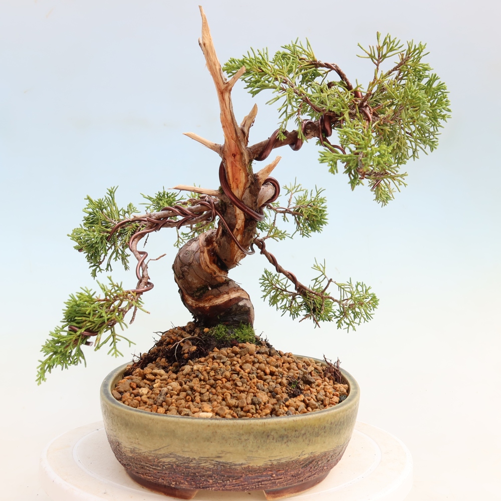 Bonsaï d'extérieur - Juniperus chinensis Itoigawa-Juniperus chinensis