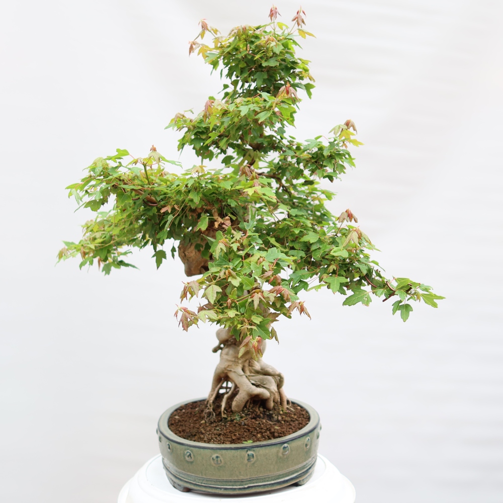 Bonsaï d'extérieur - Maple Burger - Acer Burgerianum