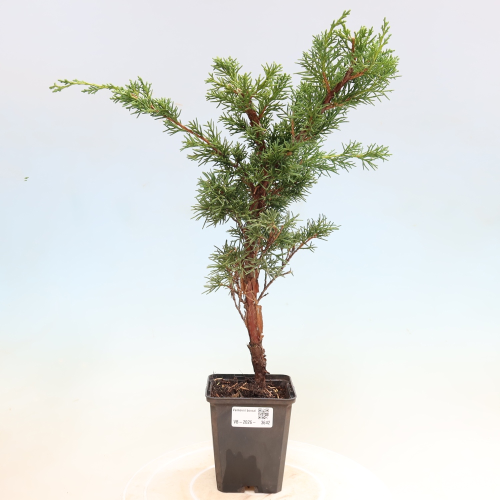 Bonsaï d'extérieur - Juniperus chinensis Kishu
