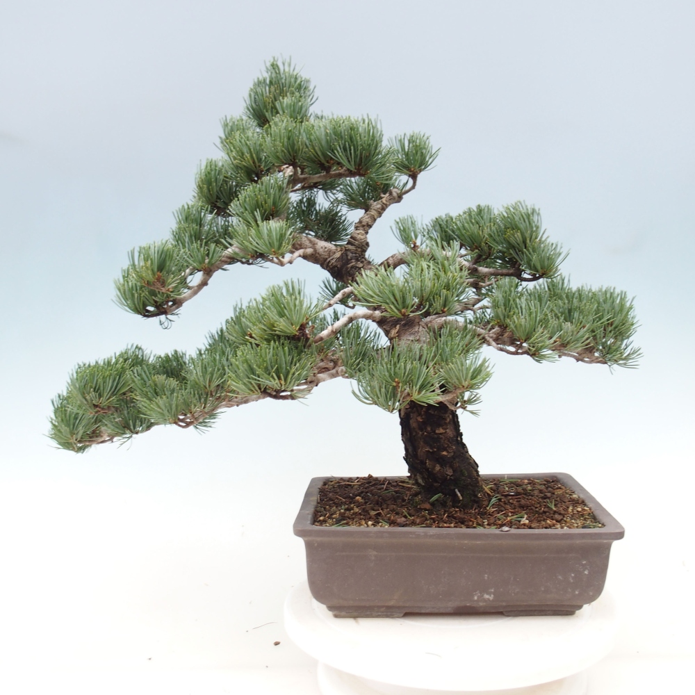 Bonsaï d'extérieur - Pinus parviflora - Pinus parviflora
