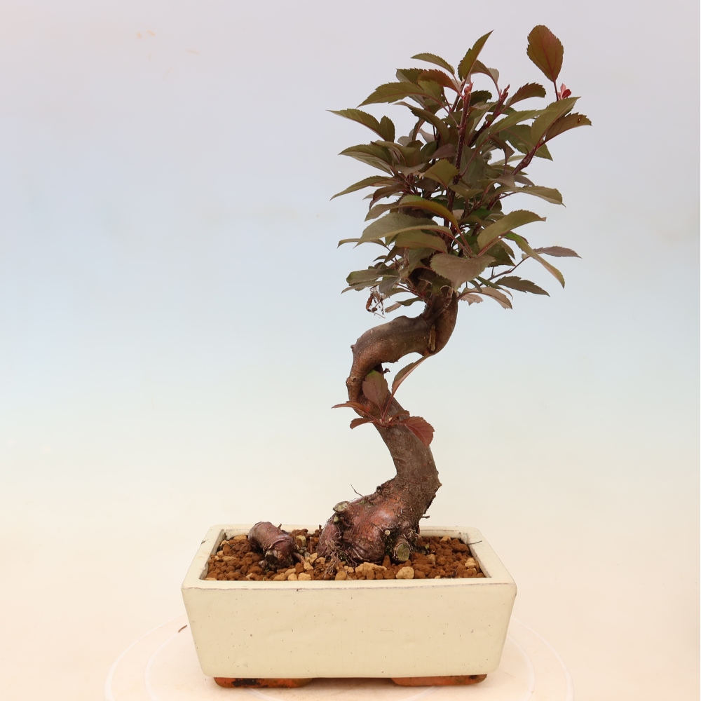 Bonsaï d'extérieur -Malus domestica - Pommier à petits fruits et à feuilles rouges