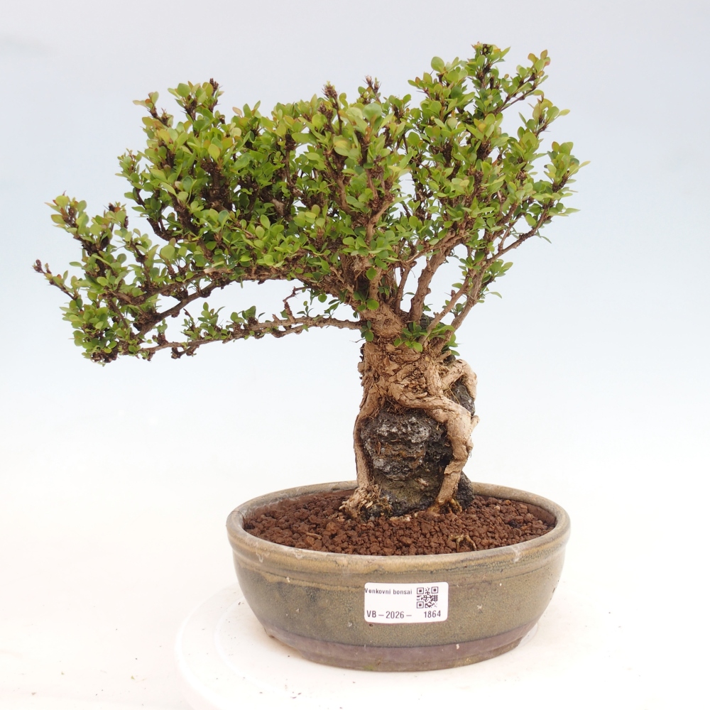 Bonsaï d'extérieur - Berberis coreana