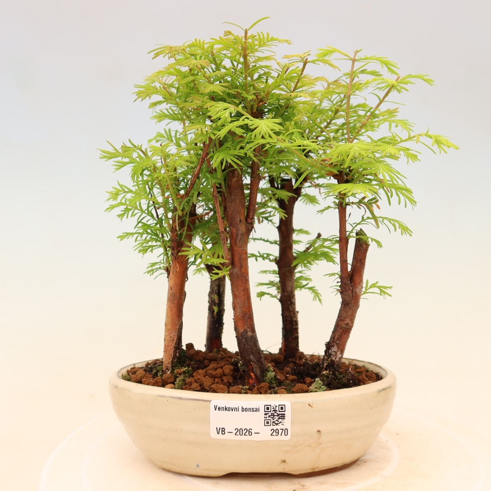 Bonsaï d'extérieur - Metasequoia glyptostroboides - Métaséquoia de Chine - petit bosquet