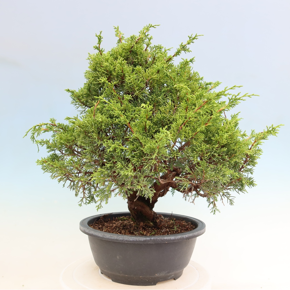 Bonsaï d'extérieur - Juniperus chinensis Itoigawa-Juniperus chinensis