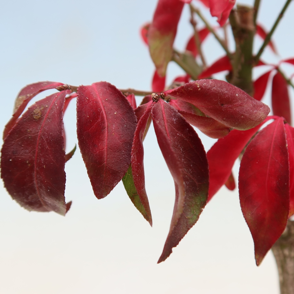 Bonsaï d'extérieur -  Euonymus alatus comactus  - fusain ailé