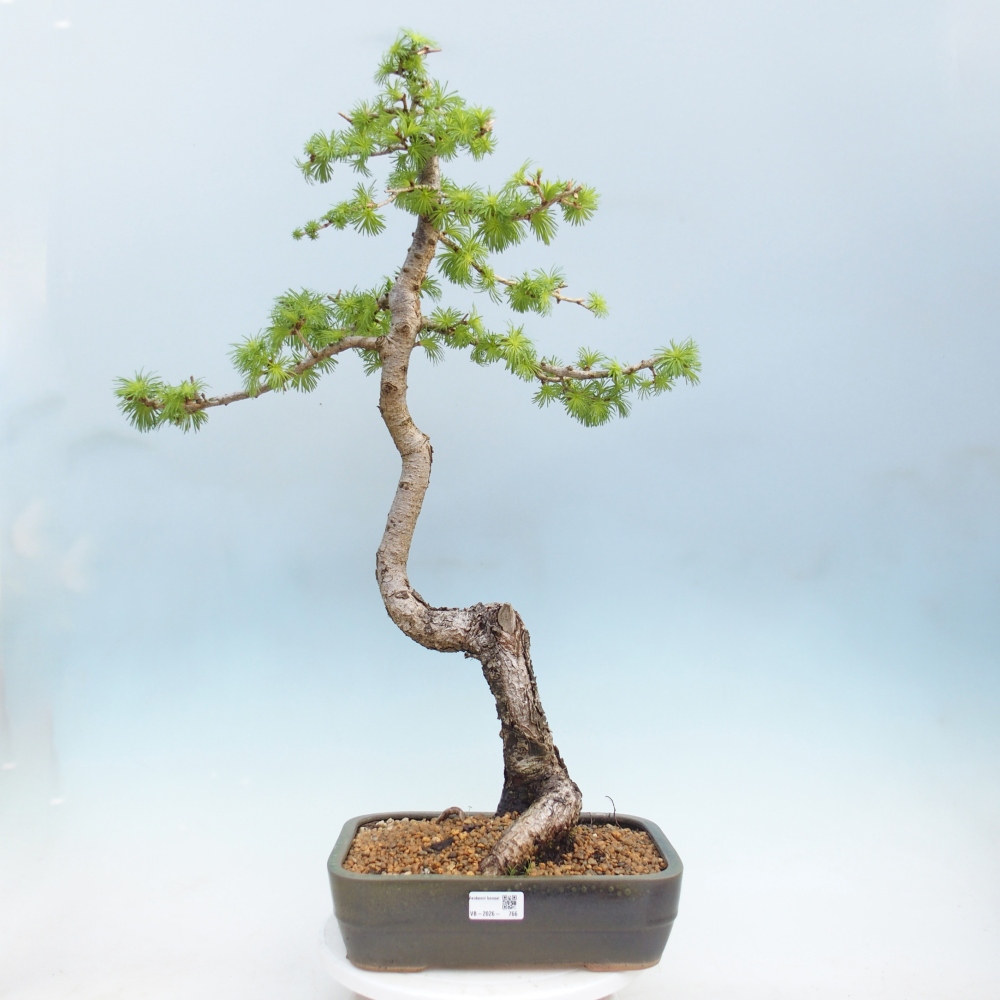Bonsaï d'extérieur -Larix decidua - Mélèze
