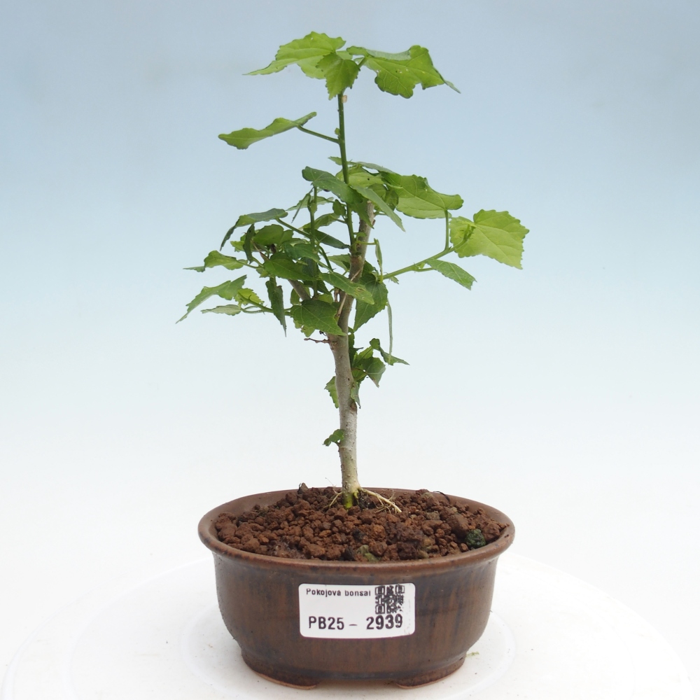 Bonsaï d'intérieur - Malvaviscus arboreus