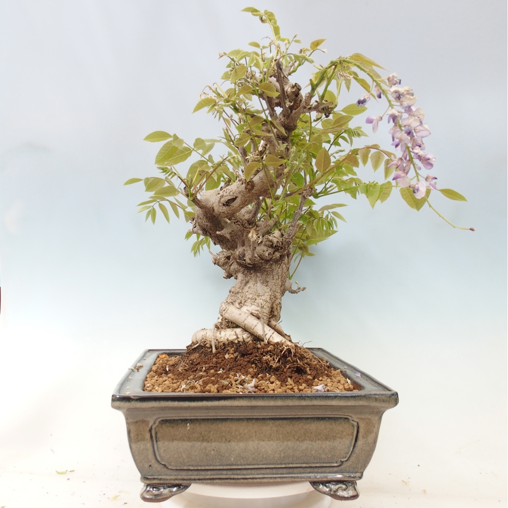 Bonsaï d'extérieur - Wisteria floribunda