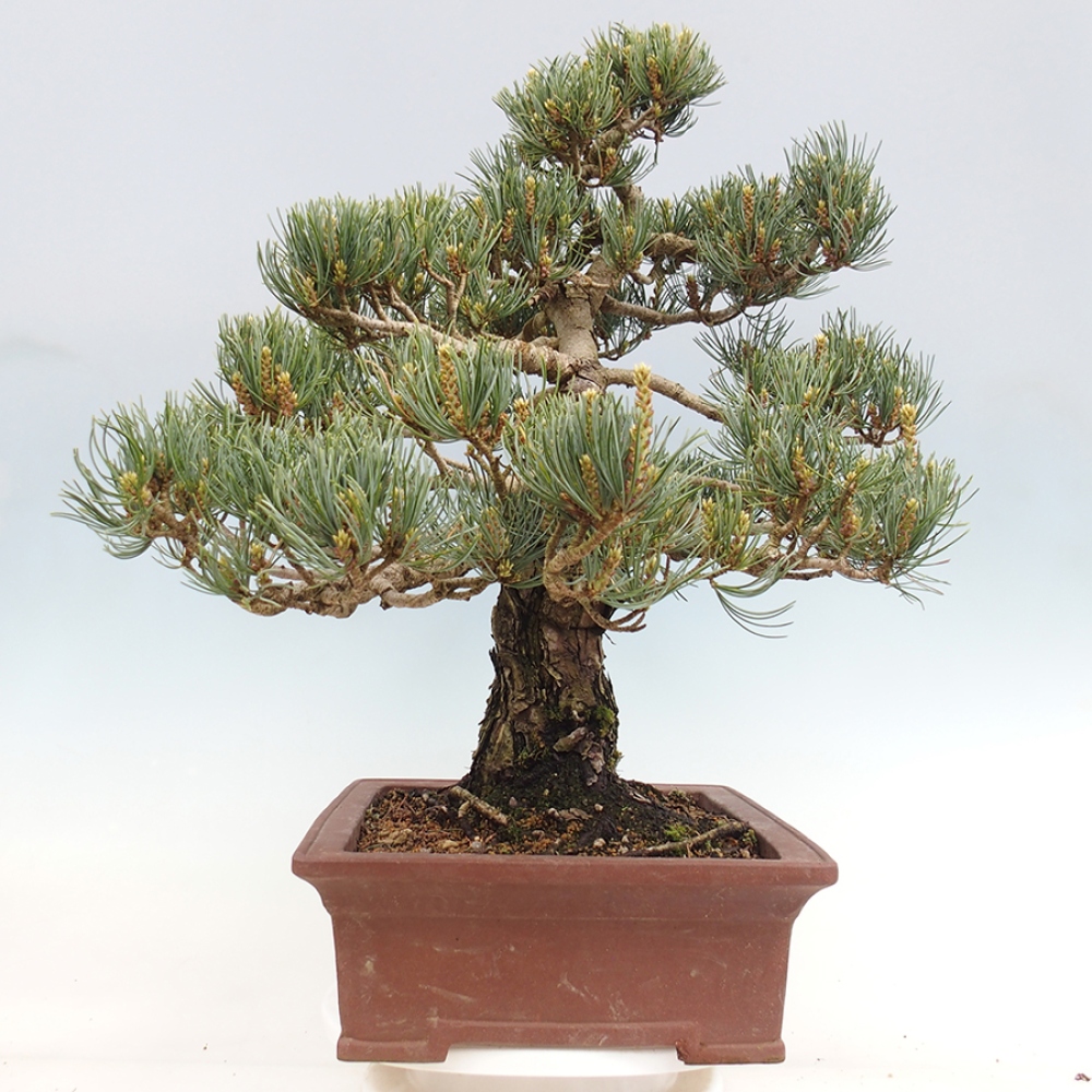 Bonsaï d'extérieur - Pinus parviflora - Pinus parviflora