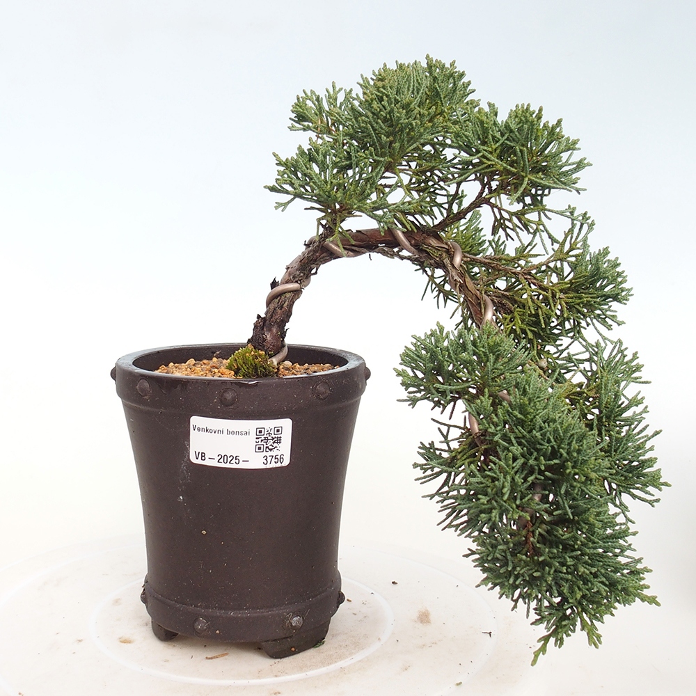 Bonsaï d'extérieur - Juniperus chinensis Kishu