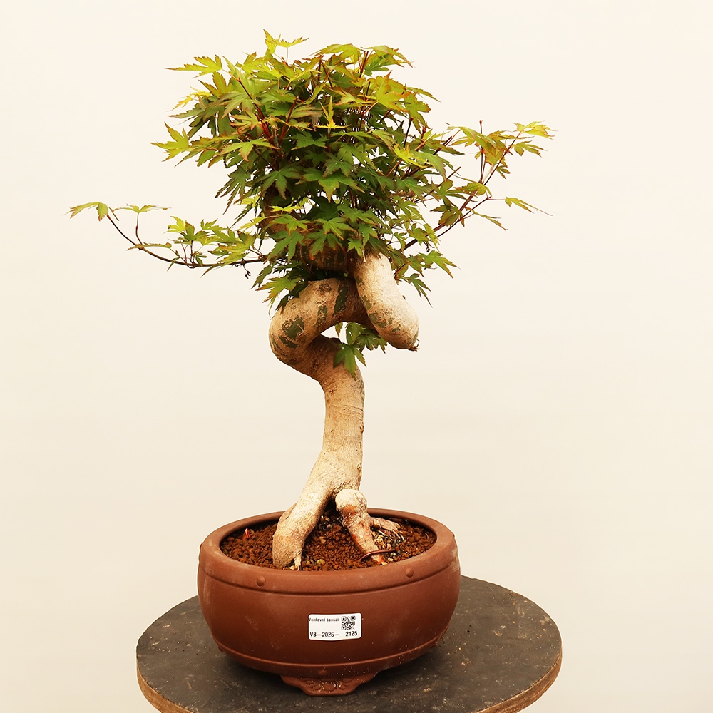 Bonsaïs d'extérieur - Maple palmatum - Palmiers