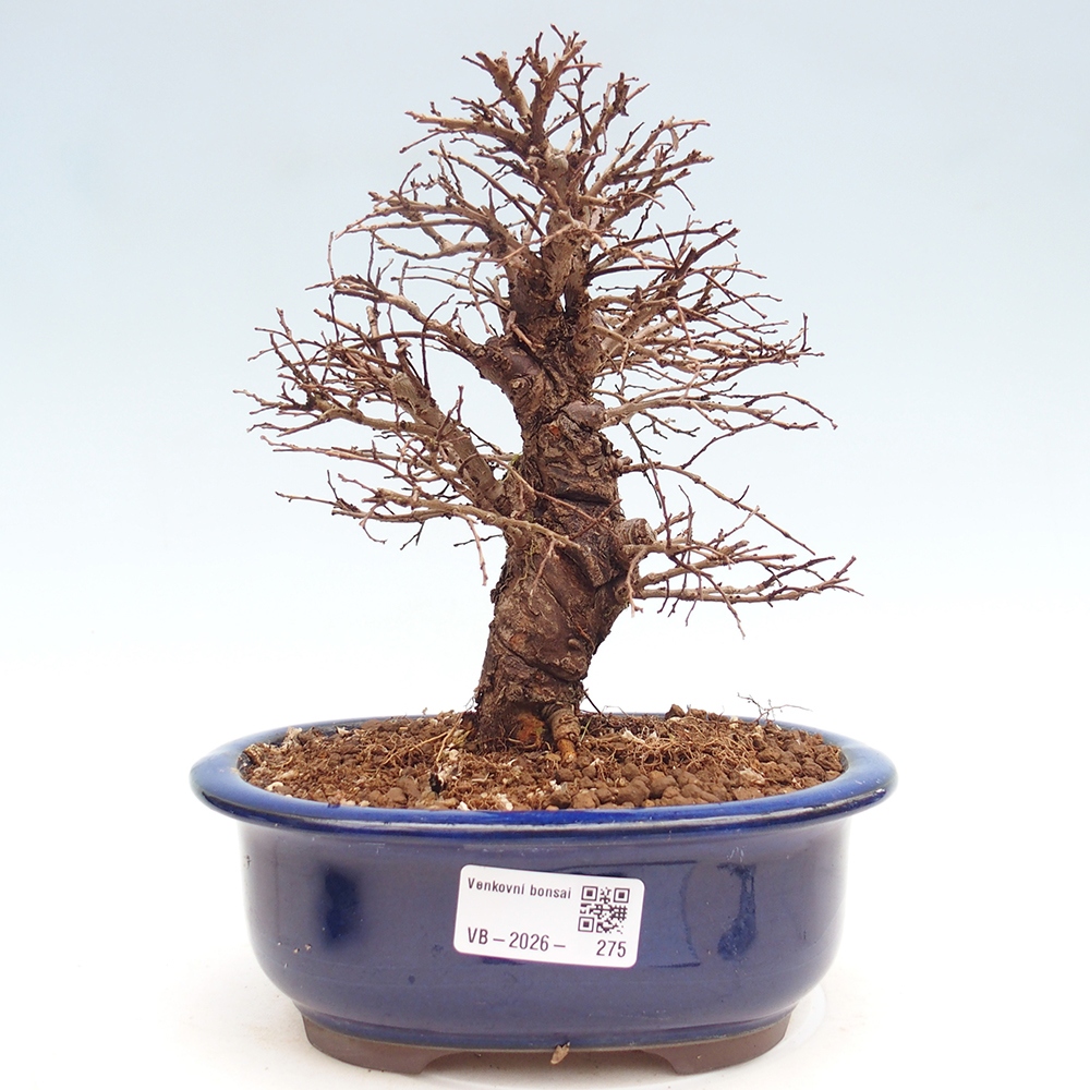 Bonsaï d'extérieur - Zelkova - Zelkova NIRE