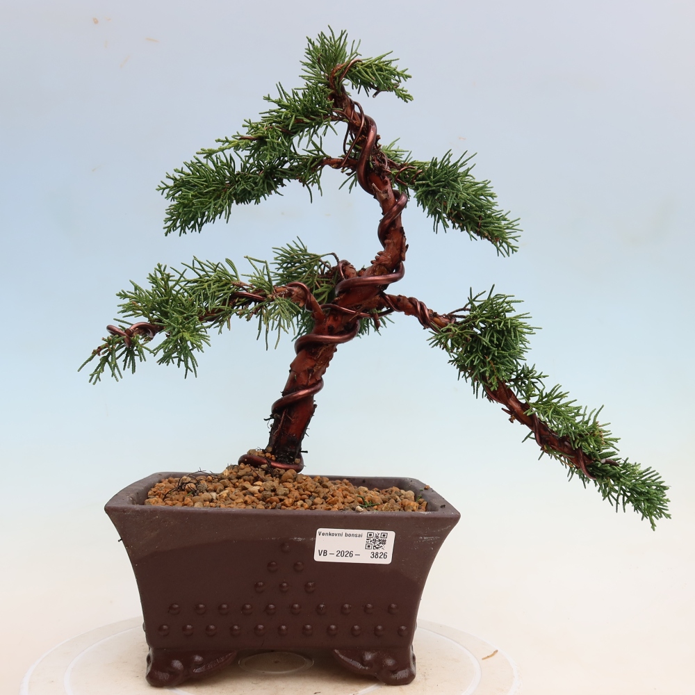 Bonsaï d'extérieur - Juniperus chinensis Kishu