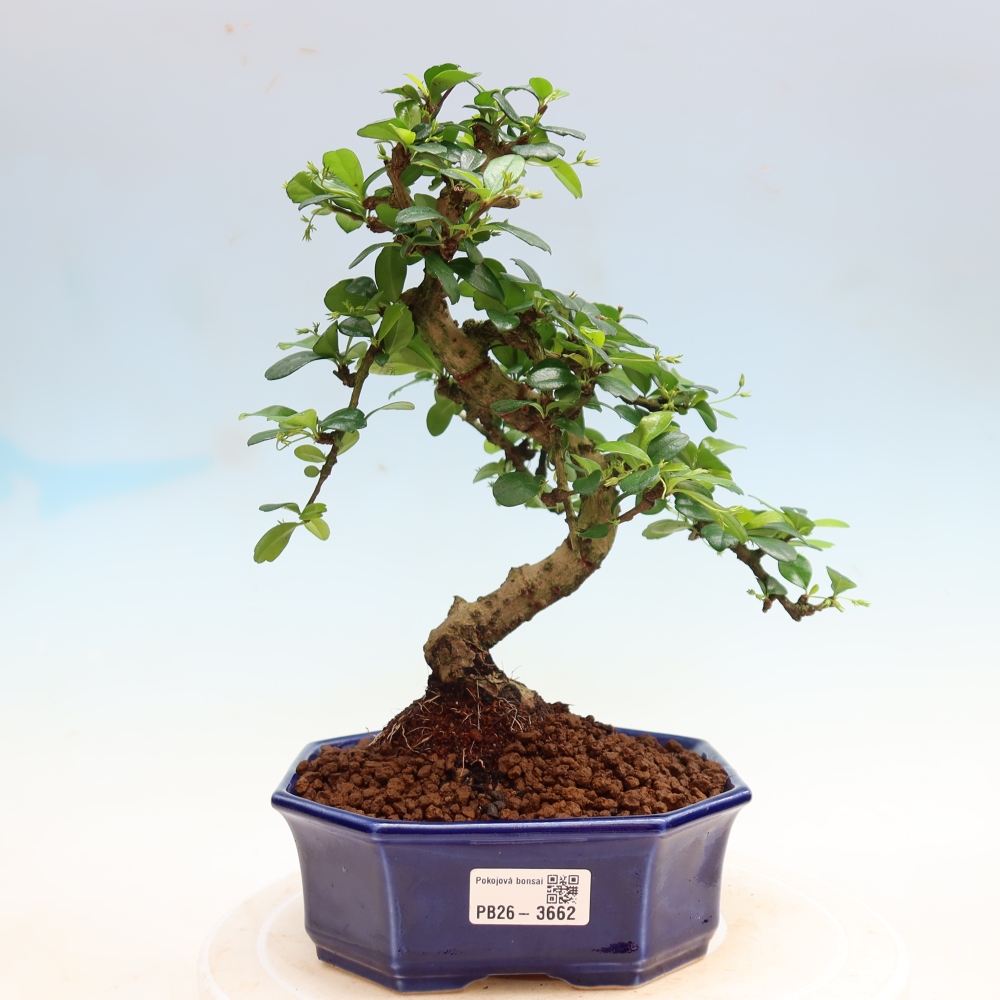 Bonsaï de chambre - Carmona macrophylla - Tea fuki