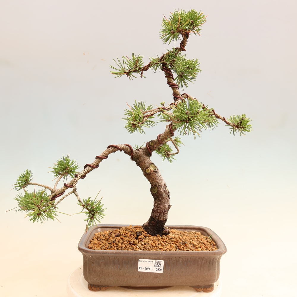 Bonsaï d'extérieur - Pinus mugo Humpy  - Pin nain