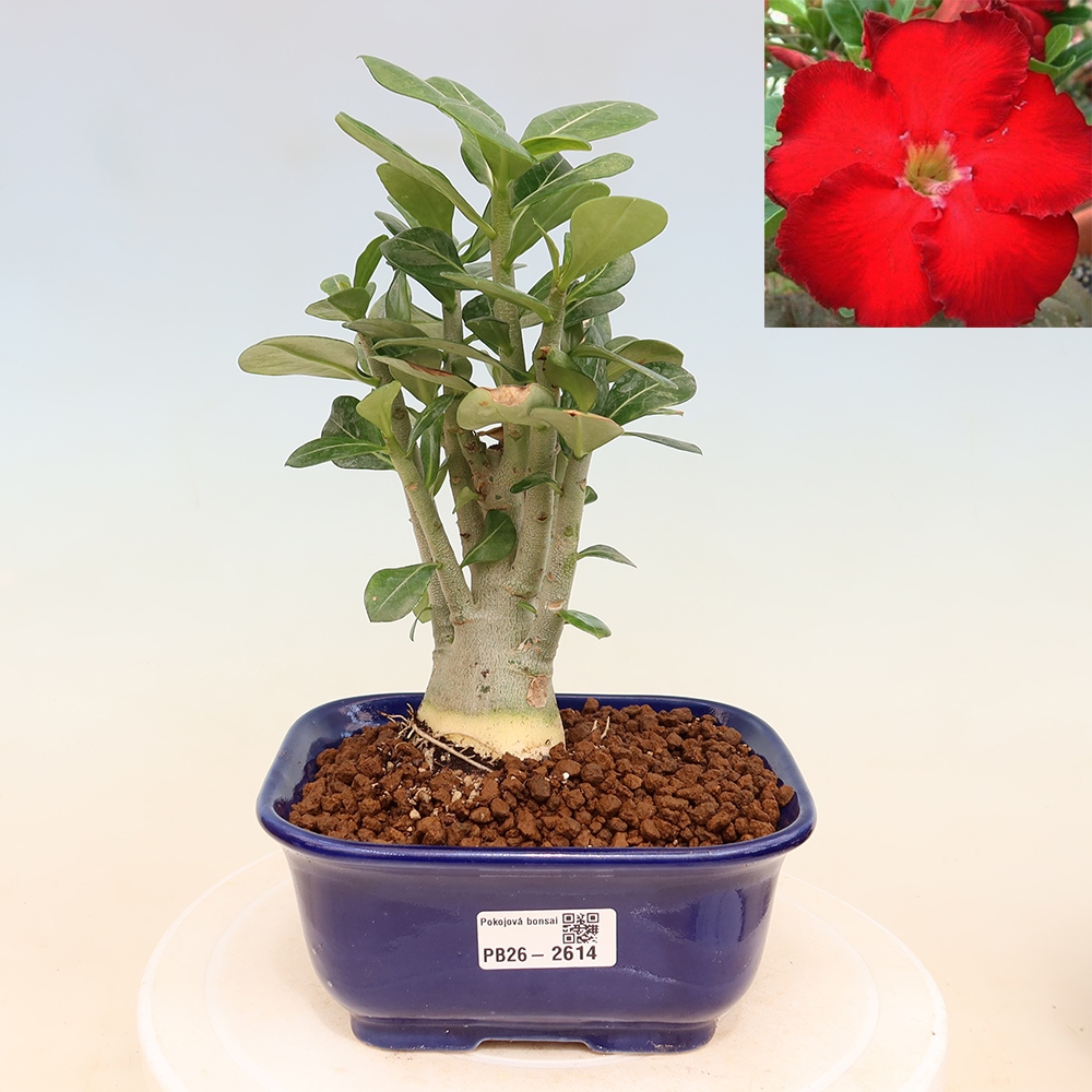 Bonsaï d'intérieur - Adenium obesum Red Star - Rose du désert
