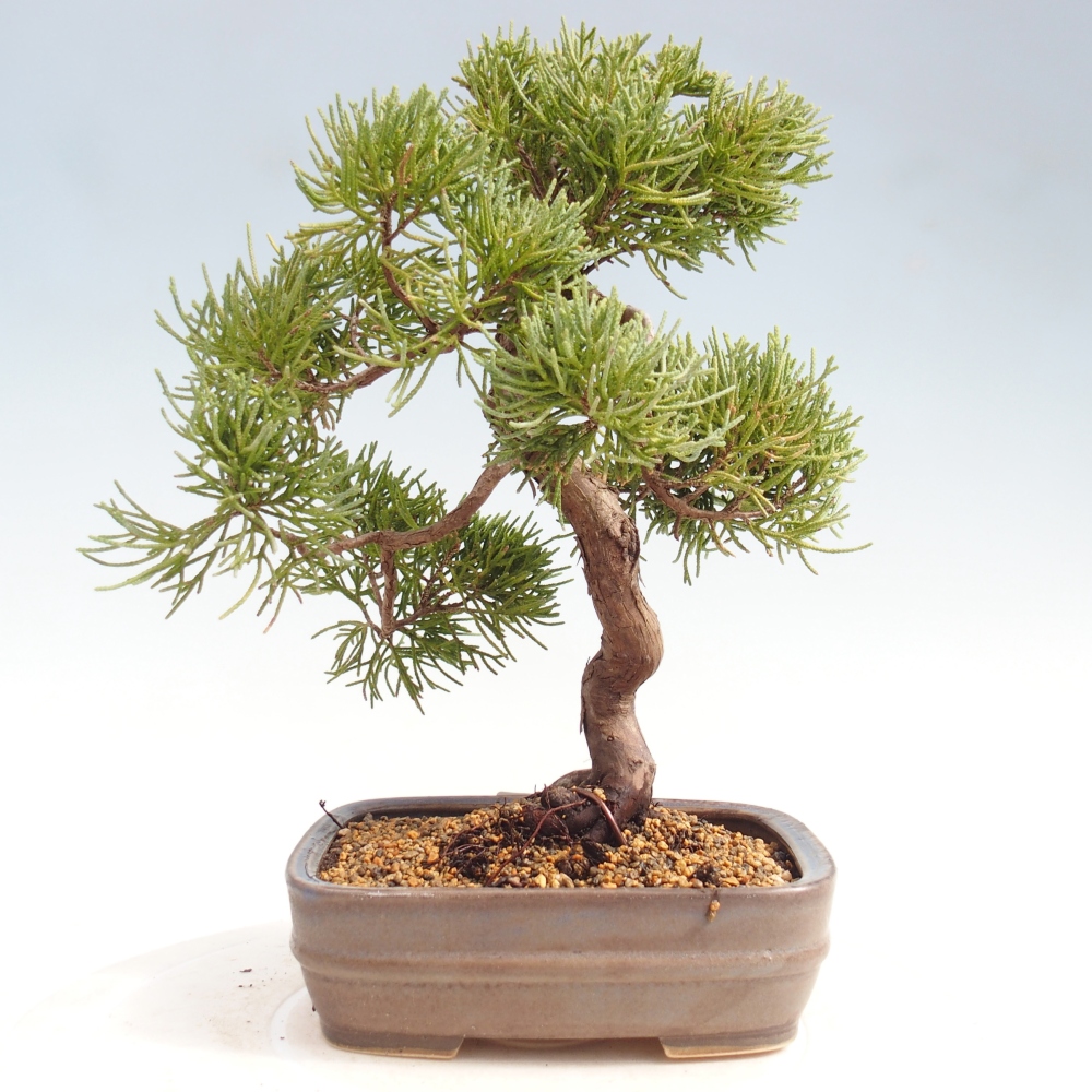 Bonsaï d'extérieur - Juniperus chinensis Kishu