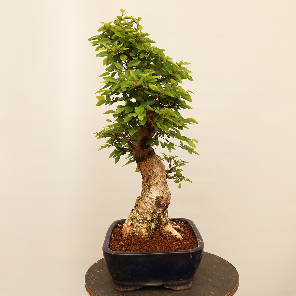 Bonsaï d'extérieur -Carpinus Coreana - Charme de Corée