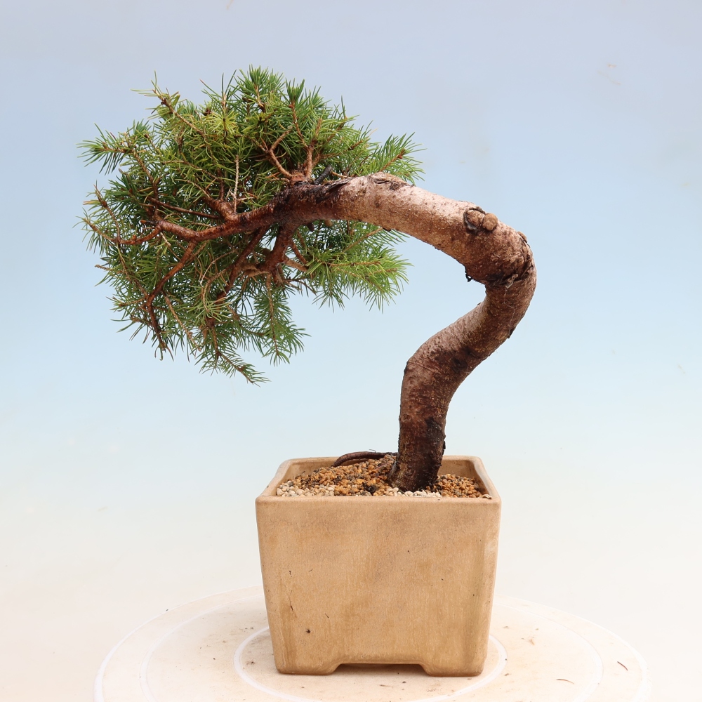 Bonsaï d'extérieur - Épicéa glauque - Picea glauca globe