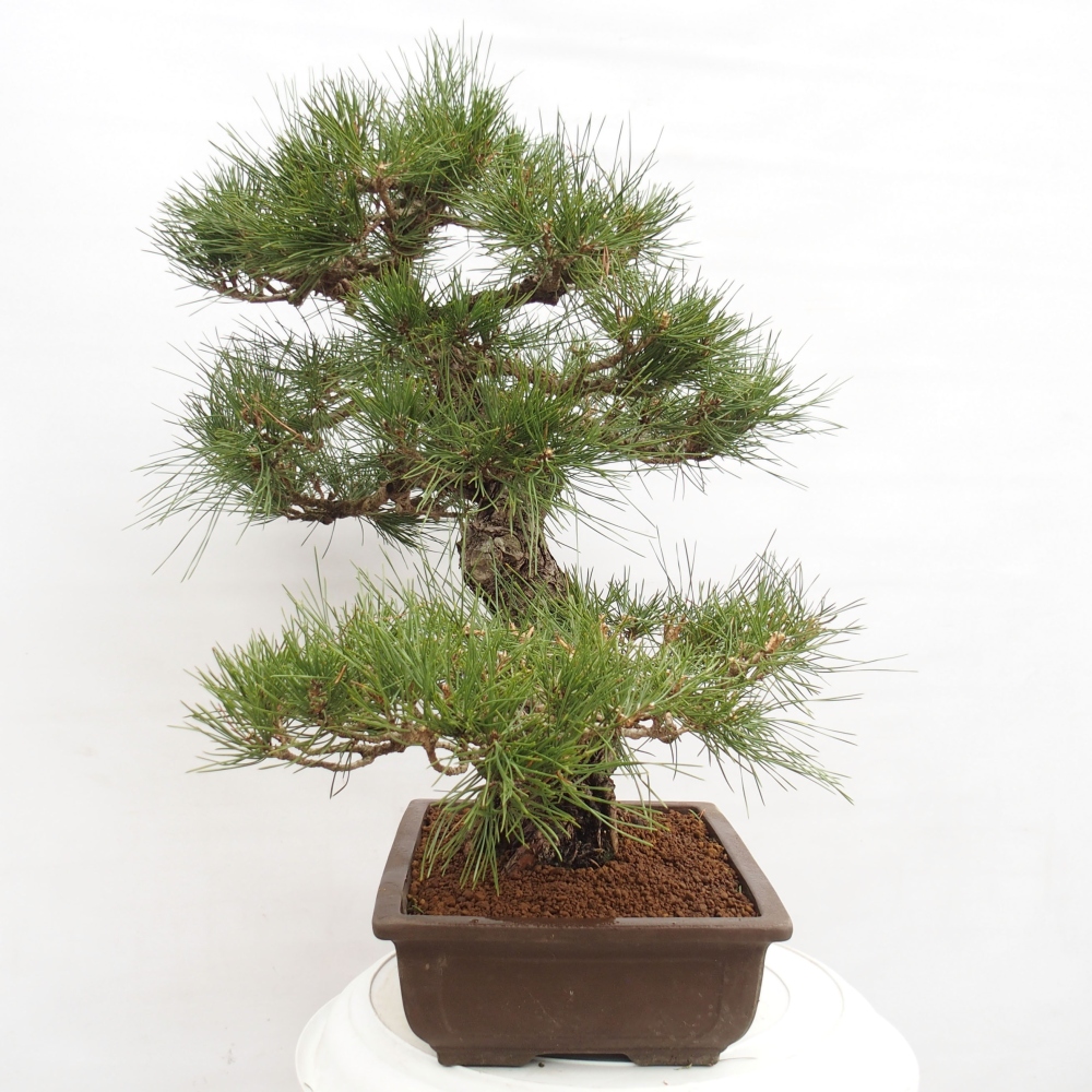 Bonsaï d'extérieur - Pinus thunbergii - Pin de Thunberg
