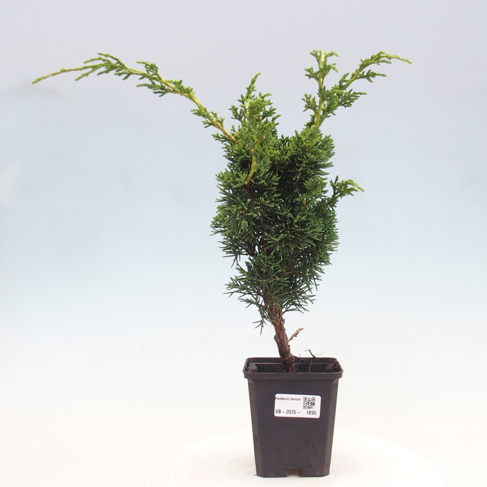 Bonsaï d'extérieur - Juniperus chinensis Kishu