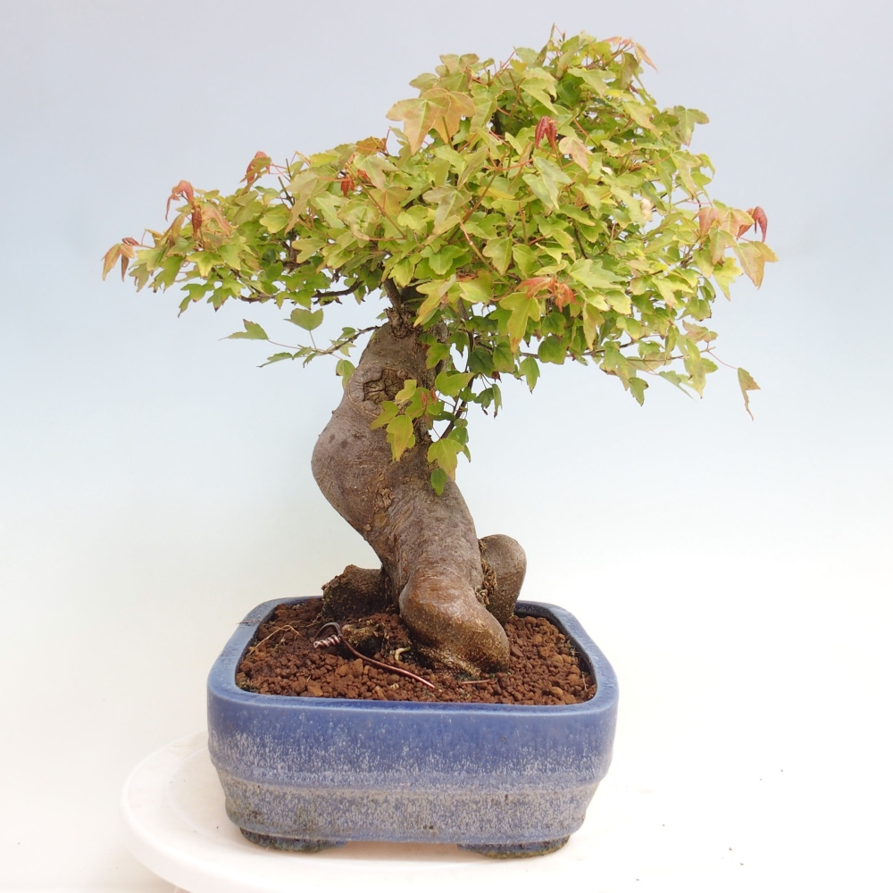 Bonsaï d'extérieur - Acer Buergerianum - Burger Maple