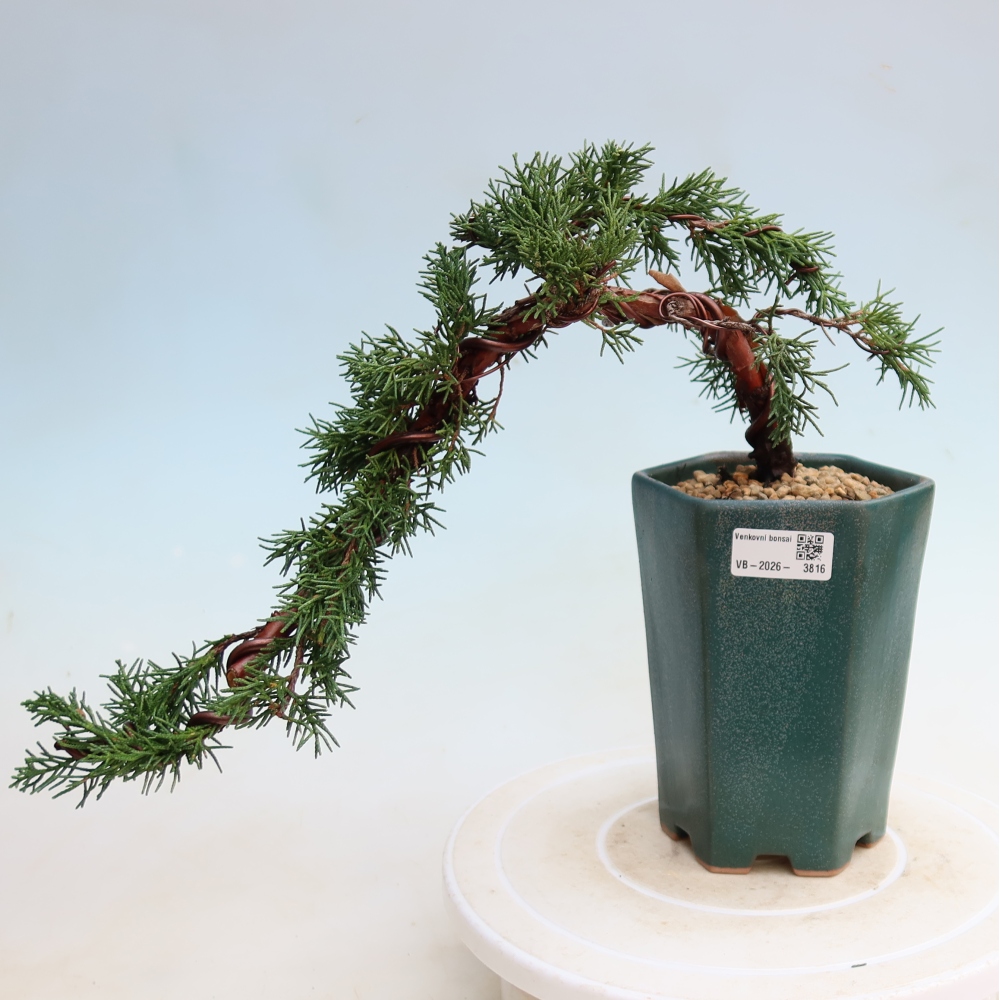 Bonsaï d'extérieur - Juniperus chinensis Kishu