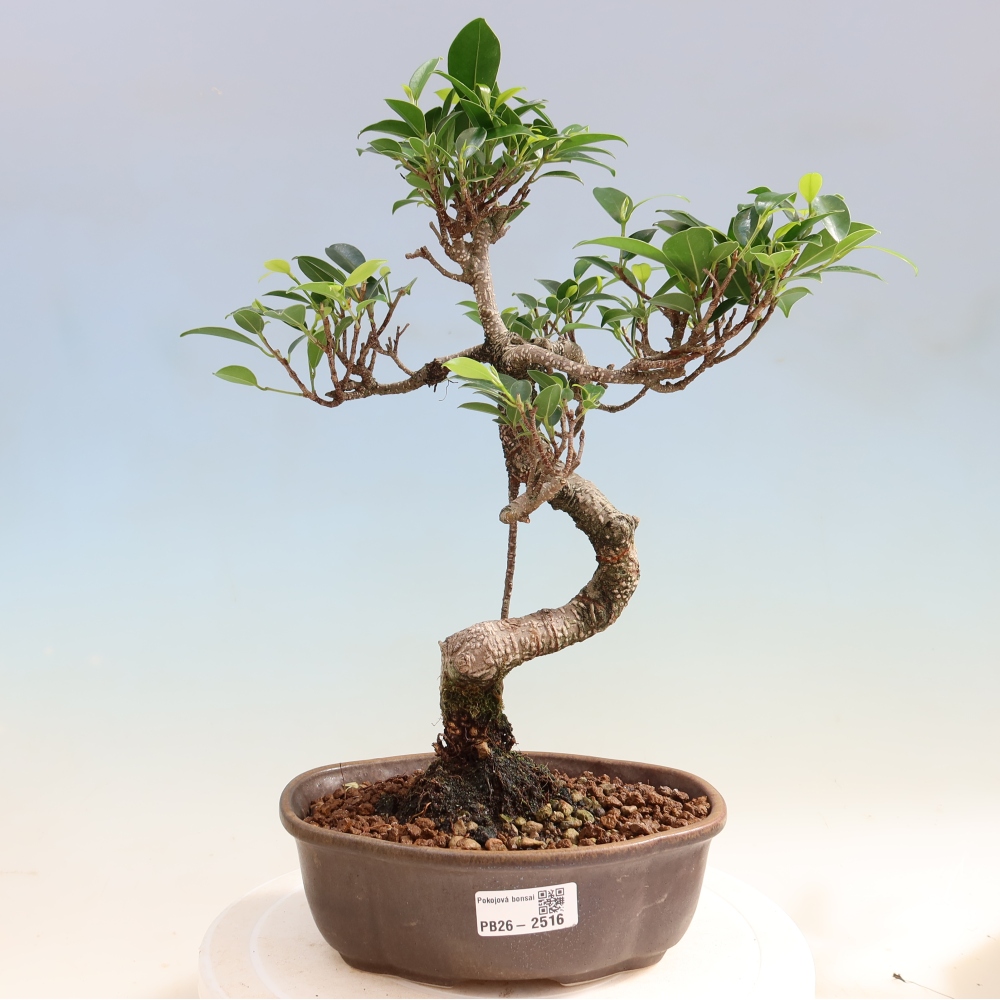 Salle bonsaï - Ficus retusa - ficus à petites feuilles