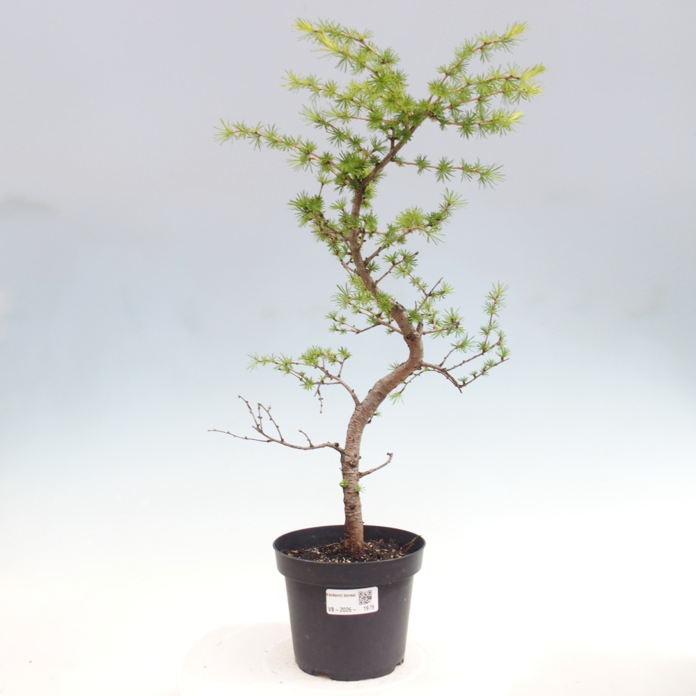 Bonsaï d'extérieur -Larix decidua - Mélèze