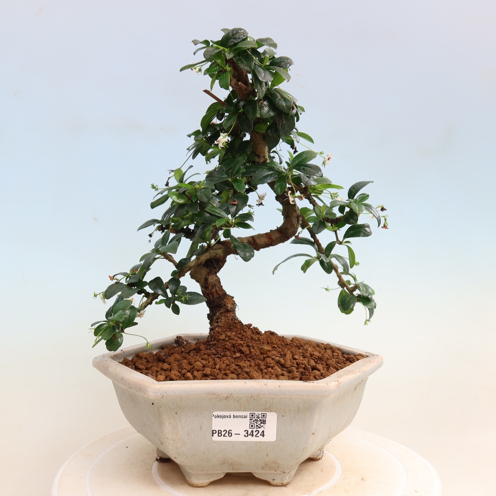 Bonsaï de chambre - Carmona macrophylla - Tea fuki